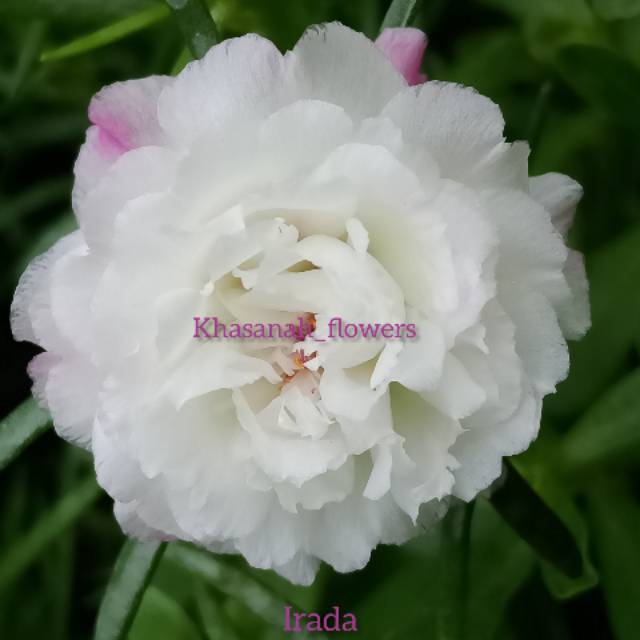 Bunga krokot import id.Irada