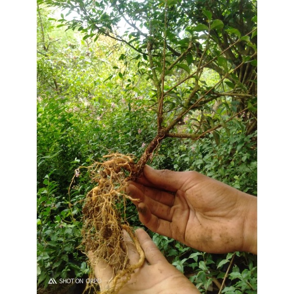 Bonsai Sakura mikro untuk Bahan on the rock di atas batu