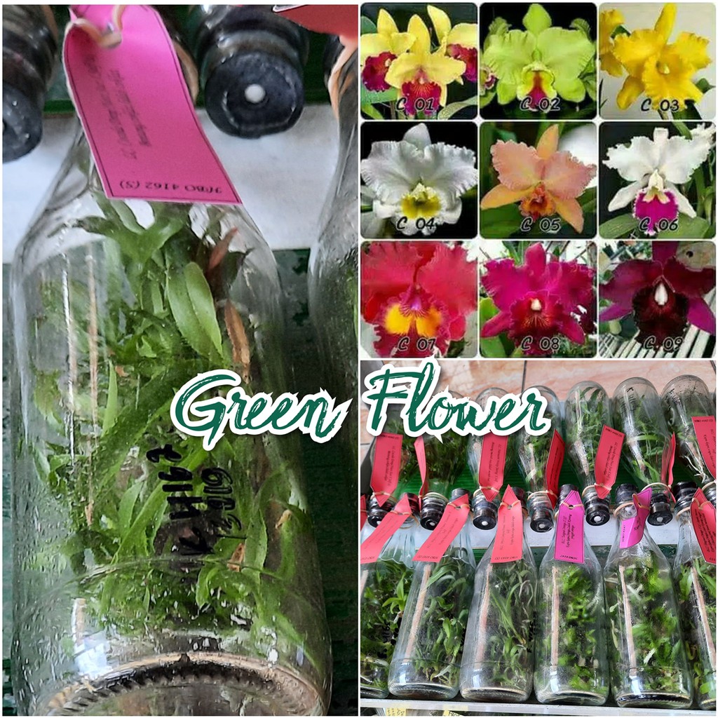 Bibit Anggrek Cattleya dalam Botol