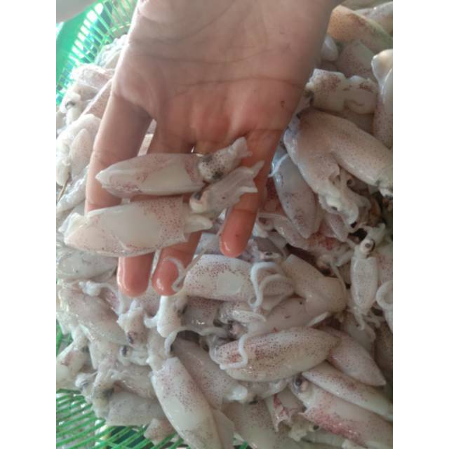 

Baby cumi fresh frozen 1 bungkus 800-1000gram