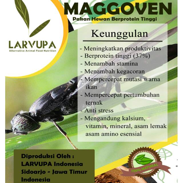 Maggot kering BSF pakan ikan dan burung berprotein tinggi 100% natural produk