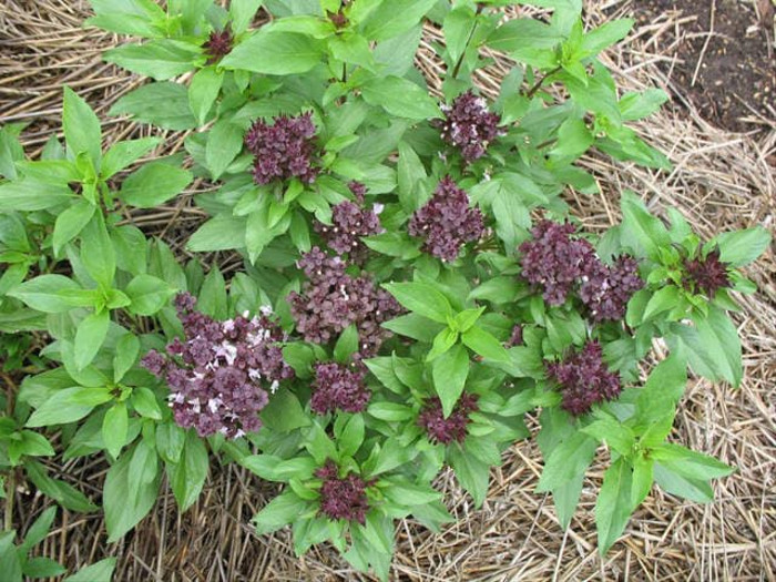 Haira Seed Bibit-Biji Thai Basil