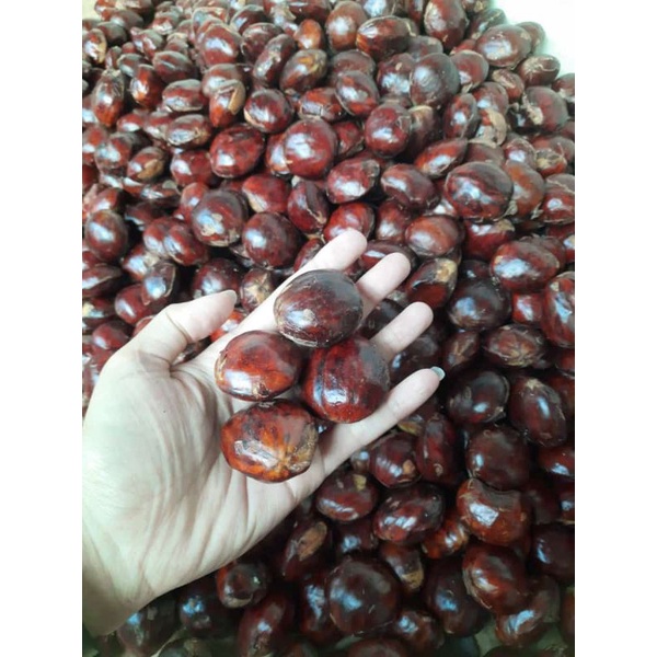 jengkol mentah tua 1kg