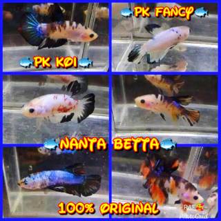 430+ Ikan Cupang Plakat Koi HD Terbaik
