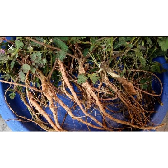 

ready Akar putri malu segar 100 gr basah