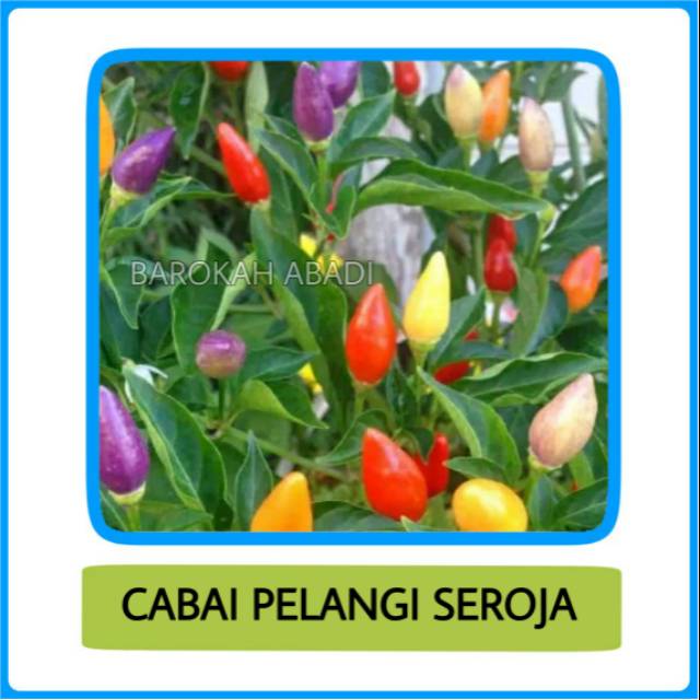 Benih Cabai Seroja - Benih Cabai Hias Pelangi 5 biji