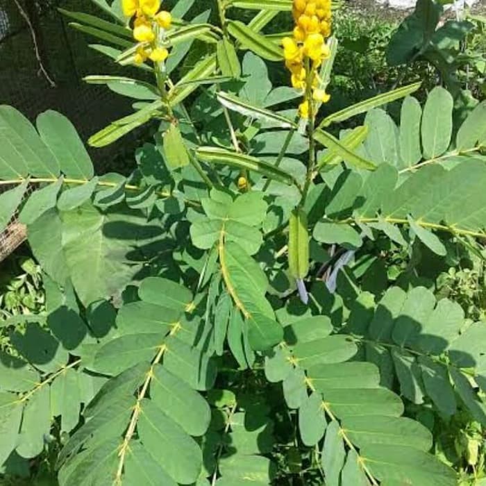 

Daun Ketepeng Cina Cassia Allata Segar