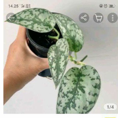 Tanaman hias scindapsus pictus