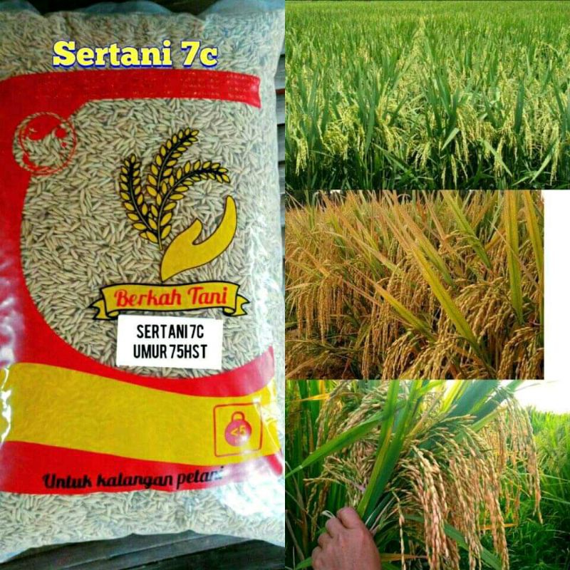 benih padi unggul SERTANI 7C umur pendek 5 kg