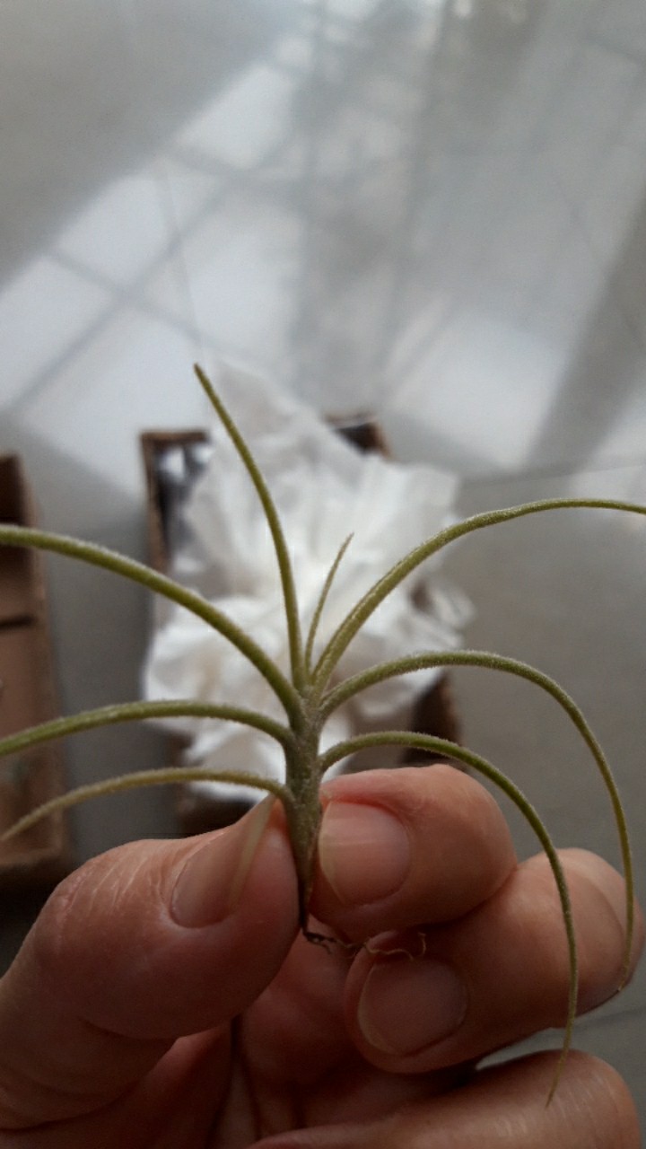 Tillandisa Malemontii