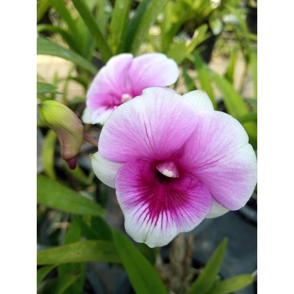 DENDROBIUM MINI SEERE TRIANGLE MURAH DEWASA SUBUR