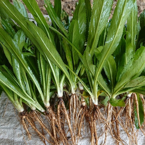 Termurah 1kg Walang Sangit Daun Walang Sangit