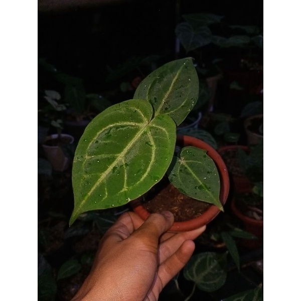 anthurium desleri x hopmanii
