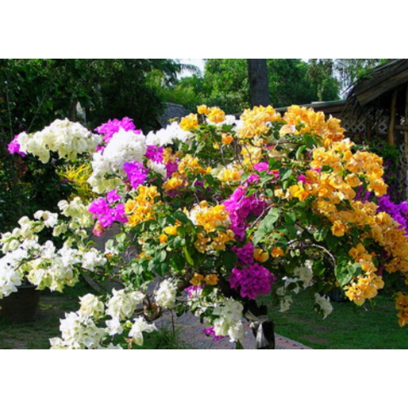 Tanaman bibit bunga hias Bougenville 2 warna/bunga kertas/bogenvil varigata