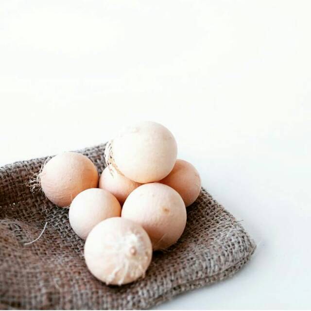 BIJI NYAMPLUNG PUTIH / PROPERTI FOTO