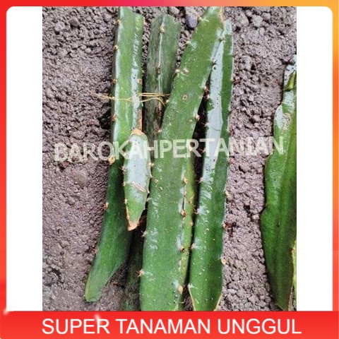 Bibit Buah Naga Hitam Super dari Banyuwangi