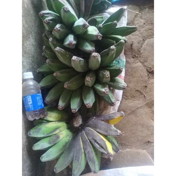 

pisang pipit/pisang kepok
