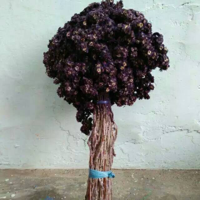 Bunga cantik/bunga abadi/bunga murah/bunga asli/bunga edelweis