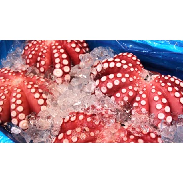 

Red Baby Octopus / Gurita Seafood Fresh Segar Kiloan Pasar Murah Jakarta
