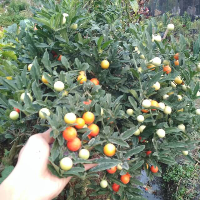 10 biji benih bunga cabe tomat hias bulat unik