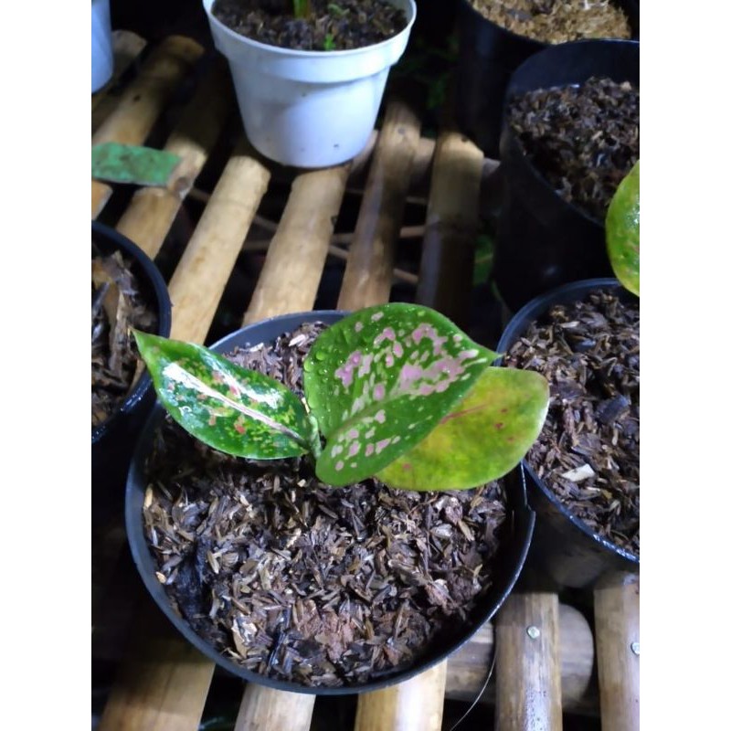 Beby aglonema dudt ajmani