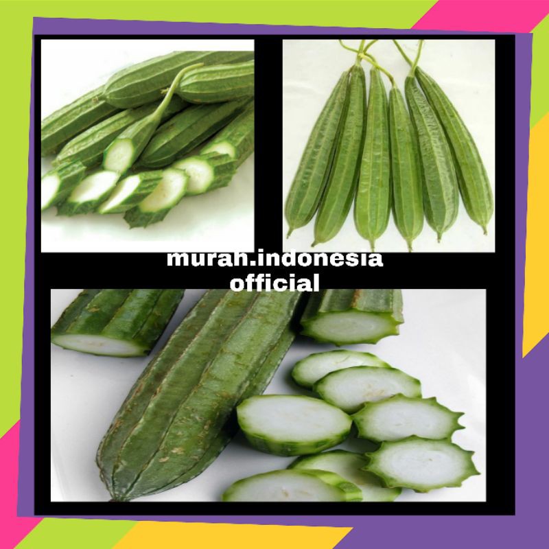 

Sayur Oyong hijau segar organik/Sayuran Labu Gambas Muda fresh