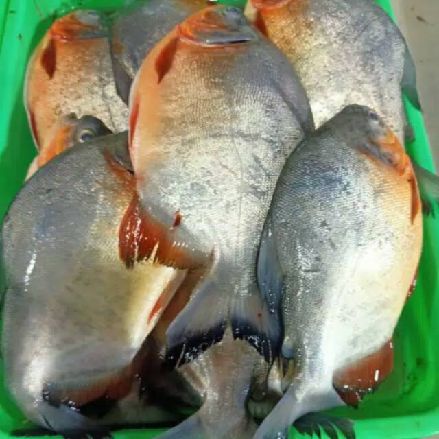 

ikan bawal