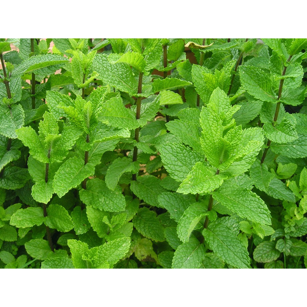 Benih-Bibit Herb Spearmint (Haira Seed)