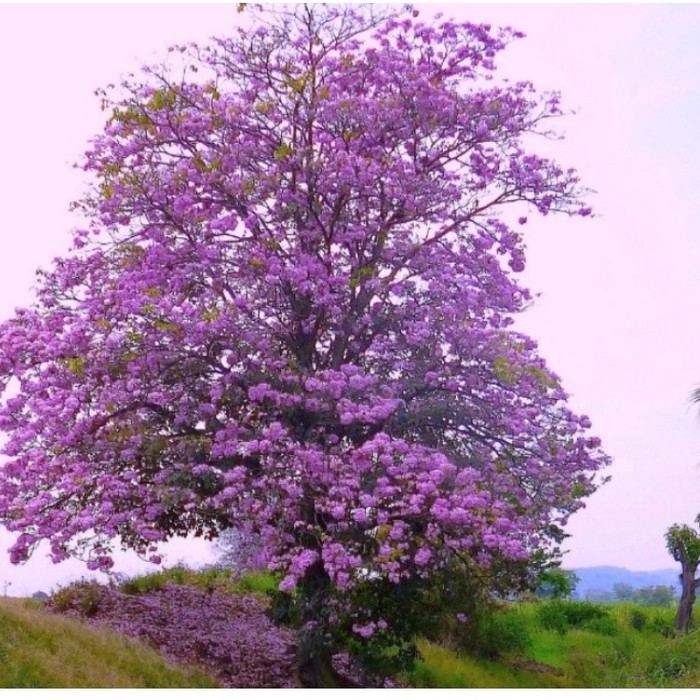 10 Bibit Bunga Pohon Sakura Tabebuya Ungu Muda Shopee Indonesia