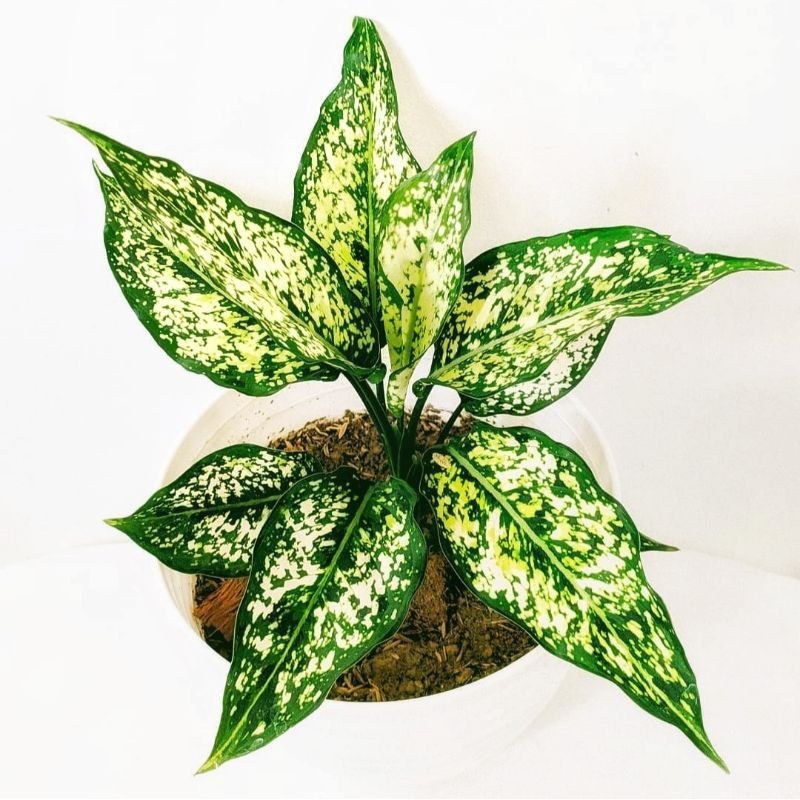 Tanaman hias  Aglonema snowwhite - Aglonema putih bintik Tanaman Hidup-,Bunga Hidup Murah Bunga Hias