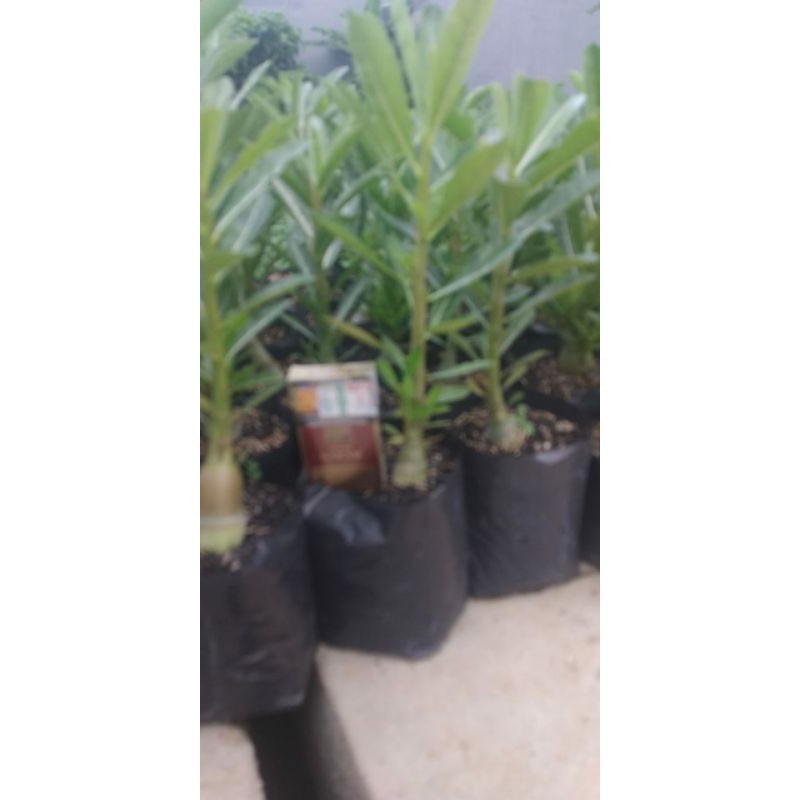 Adenium bonggol besar