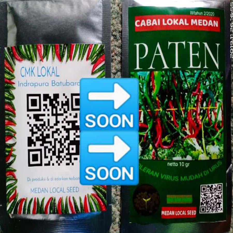 √COD] Bibit Cabe Merah Lokal Sumatra Paten || Benih Cabe Merah Unggulan Medan