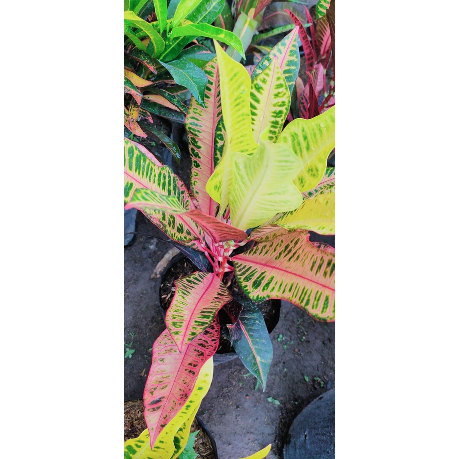 tanaman hias puring pink meridian