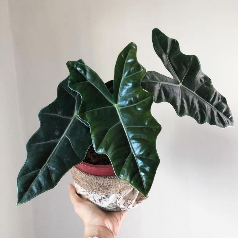 Aloacasia Sanderiana Tanaman Aloacasia Sanderiana Kris Plant Araceae Alocasia Amazonica Shopee Indonesia