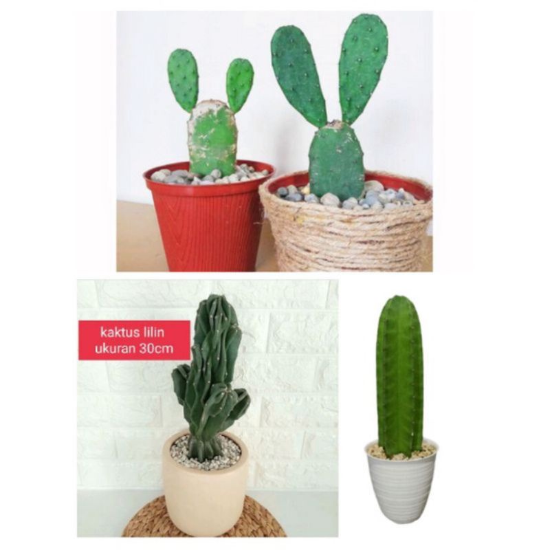 Tanaman Hias 3jenis kaktus Koboi lilin dan centong Paket Komplit  / Tanaman Kaktus Hidup / Bunga Hia