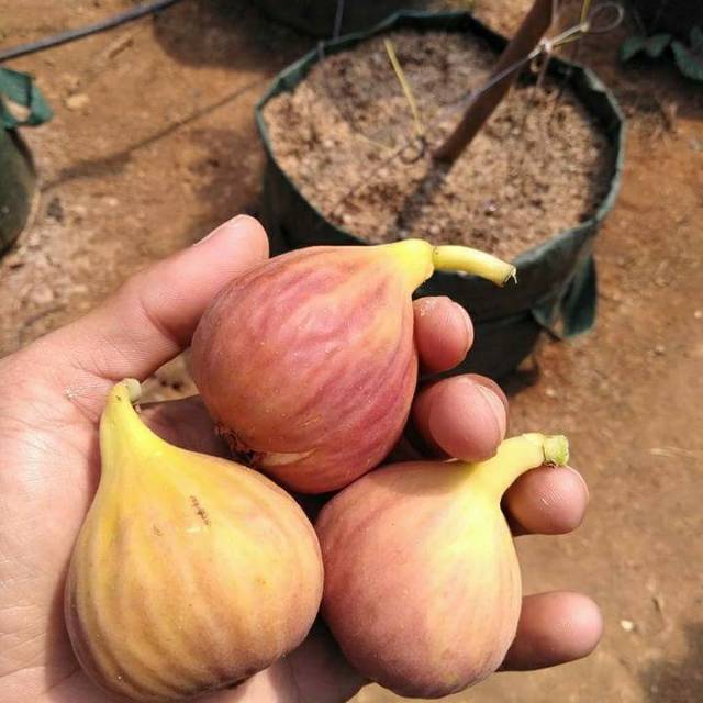 

Buah Tin / Ara / Figs Fruit