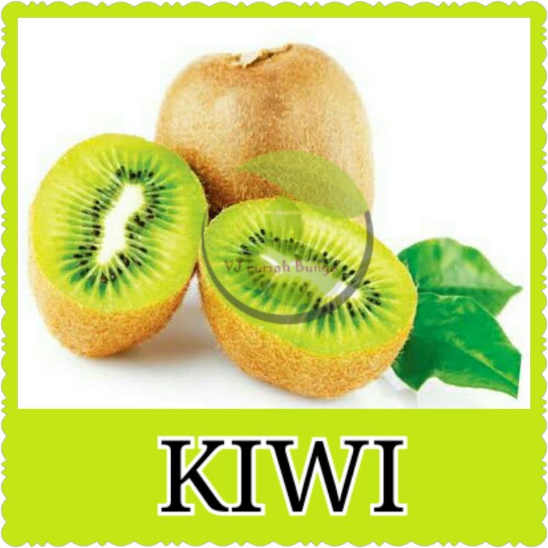 Benih Buah Kiwi