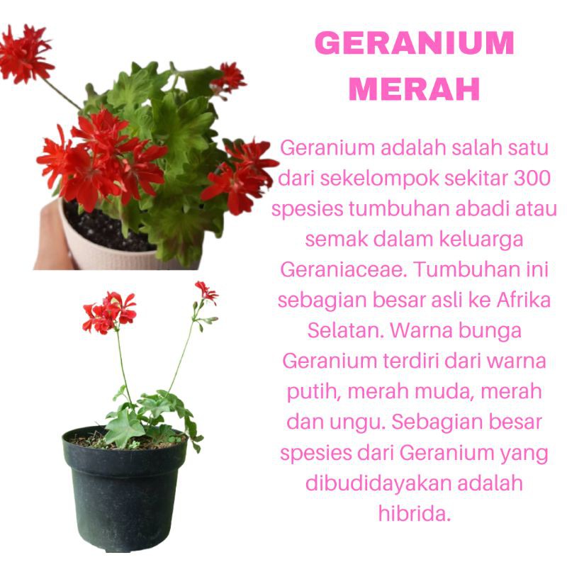 PROMO TANAMAN HIAS BUNGA GERANIUM MERAH KUALITAS SUPER | MURAH | COD