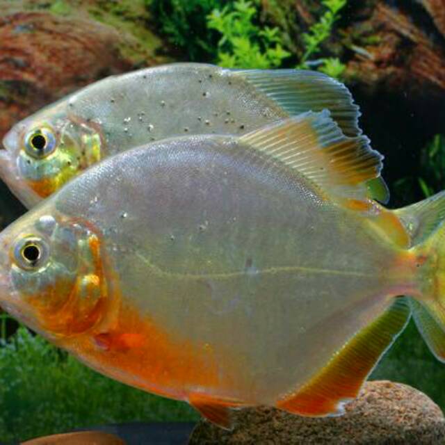 Ikan Hias Predator Piranha Aquarium Aquascape Garansi Hidup