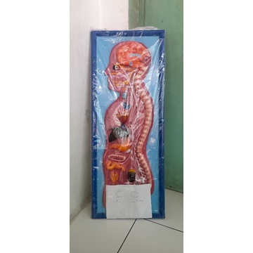 

Alat Peraga Biologi Penampang Syaraf