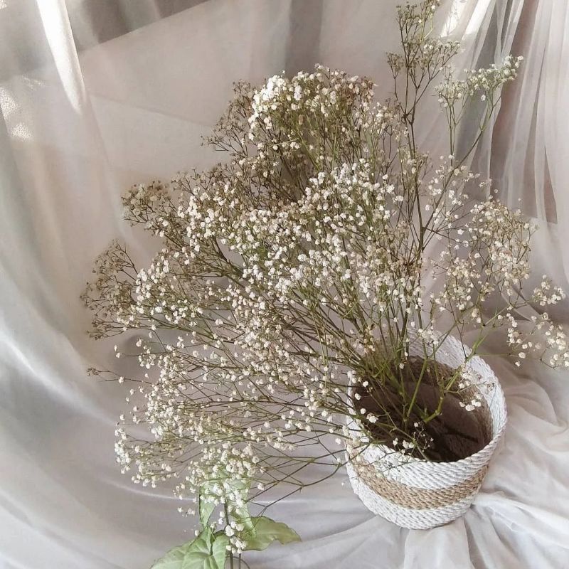 Baby Breath Kering | Dried Gypsophila Baby Breath | Bunga Kering Hiasan Hampers