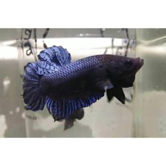IKAN CUPANG ADUAN MEDAN SUPER MDS