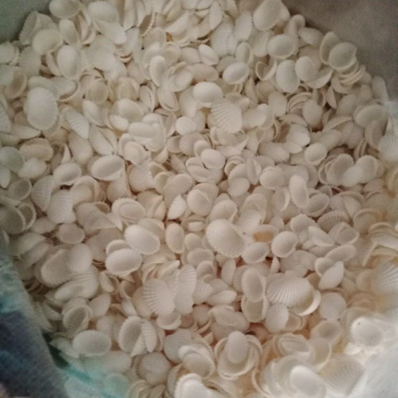 

kerang dara bersih 1 kg