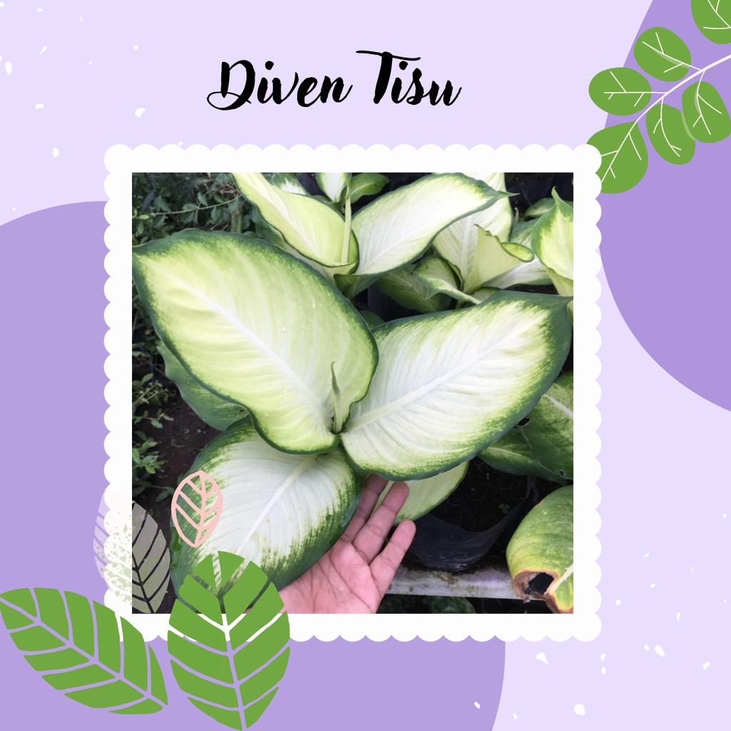 Aglonema Diven tisu Tanaman Hias Diven Tisu Aglonema Diven Tisu