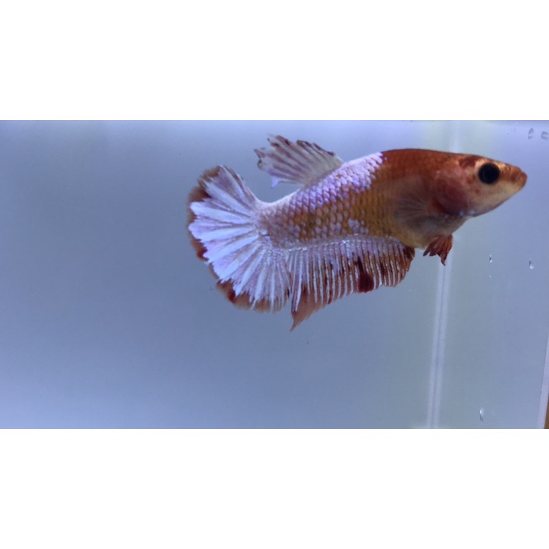 FCCP orange head female