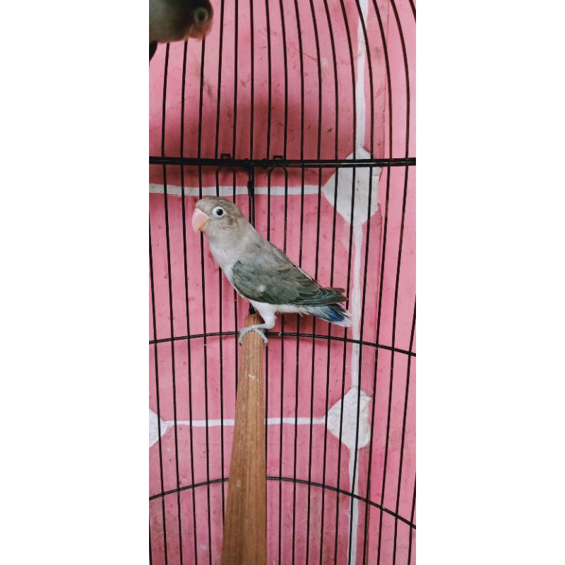 Lovebird Violet Murah Sepasang 3 Bulanan Bandung Jualo