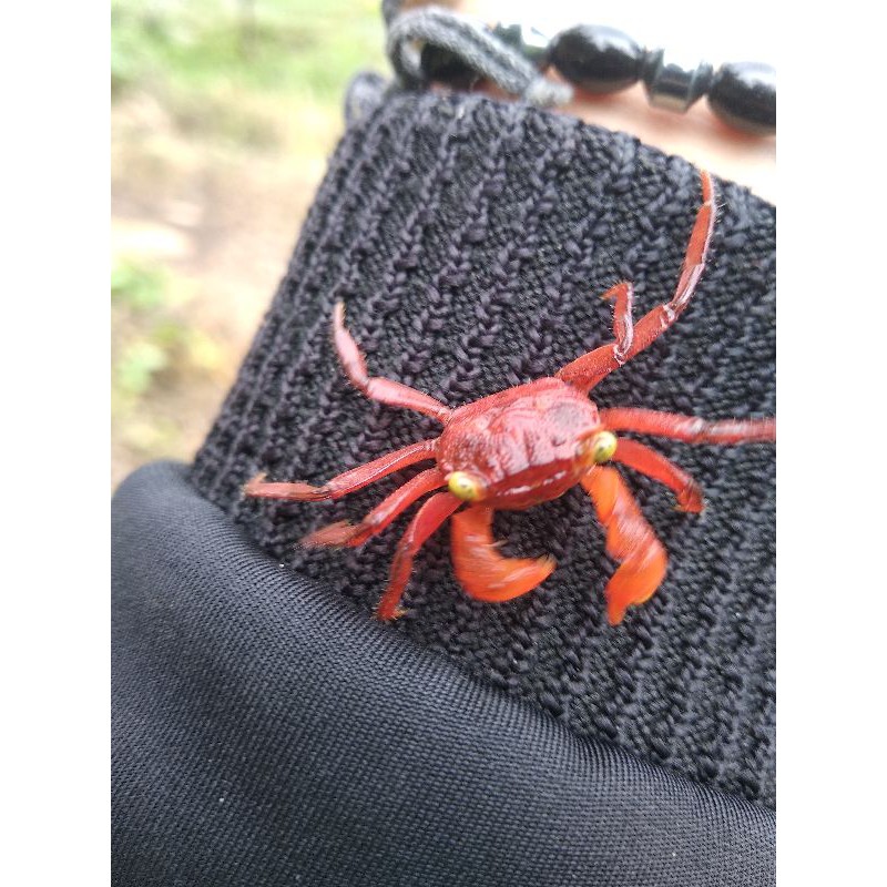 

kepiting red vampire