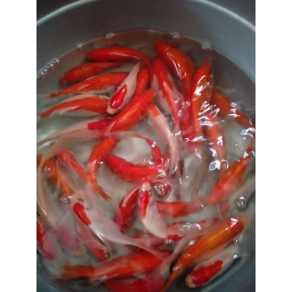 

( BANDUNG ) IKAN MAS KOMET SIZE M 5cm-7cm