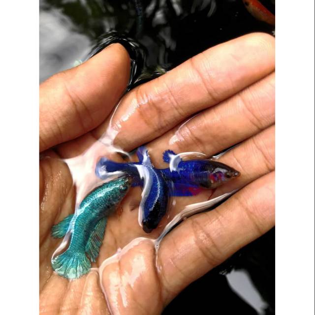 Ikan Cupang Murah Plakat Besgel Line Avatar Galaxy Multicolor Shopee Indonesia