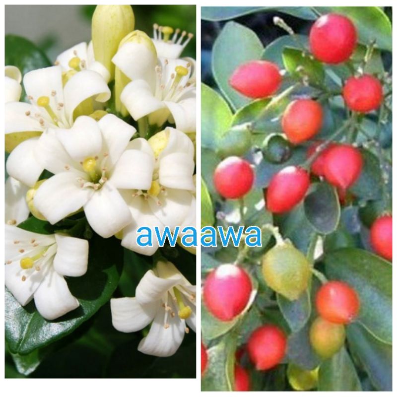 bibit bunga kemuning Jepang Thailand  Murraya paniculata biji benih tanaman hias